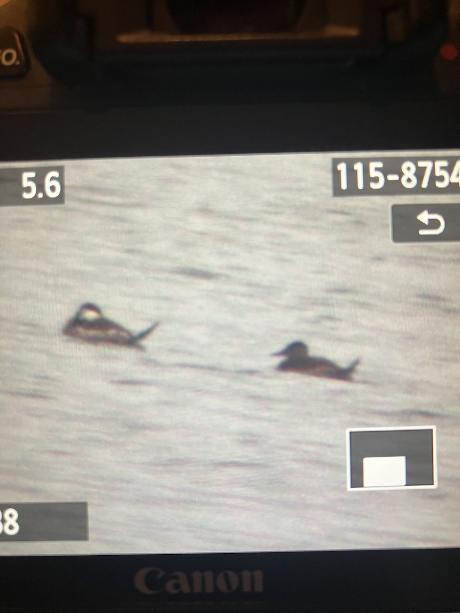 Ruddy Duck - ML646112462