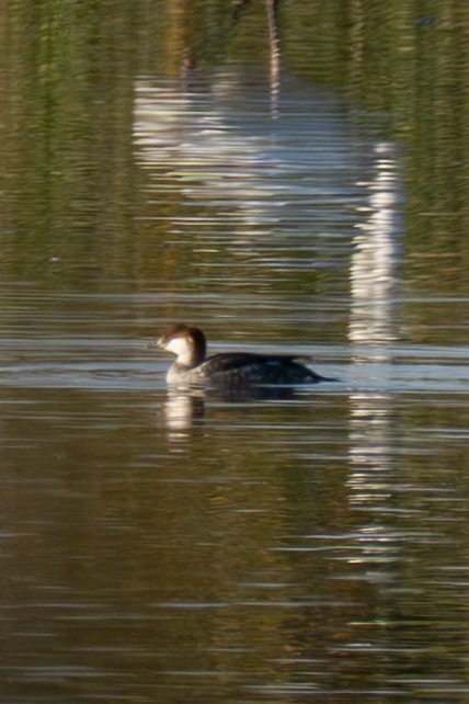 Smew - ML646112463