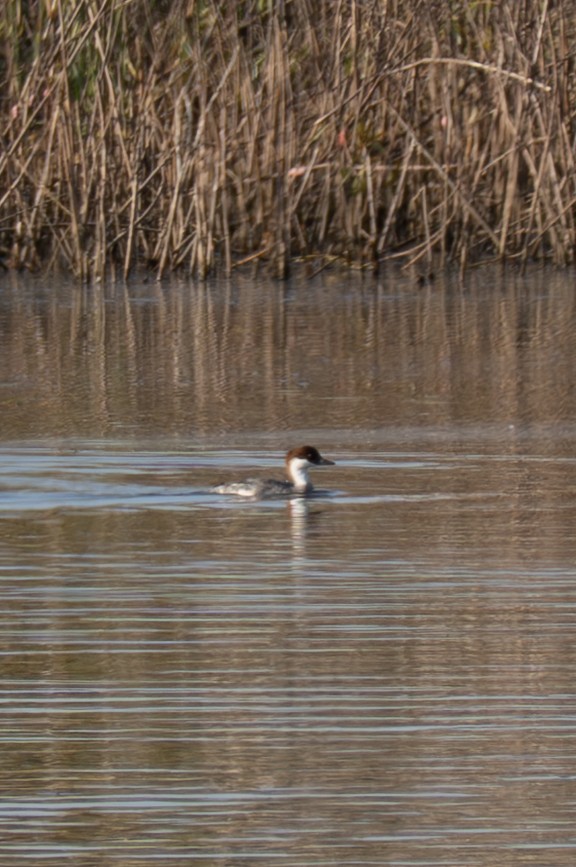 Smew - ML646112464