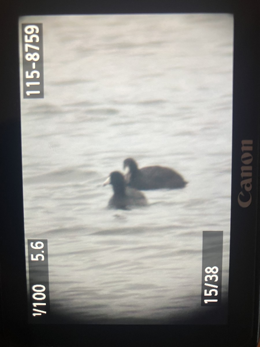 American Coot - ML646112466