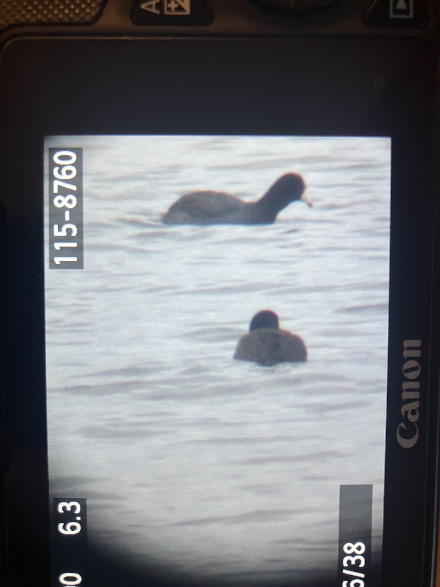 American Coot - ML646112467