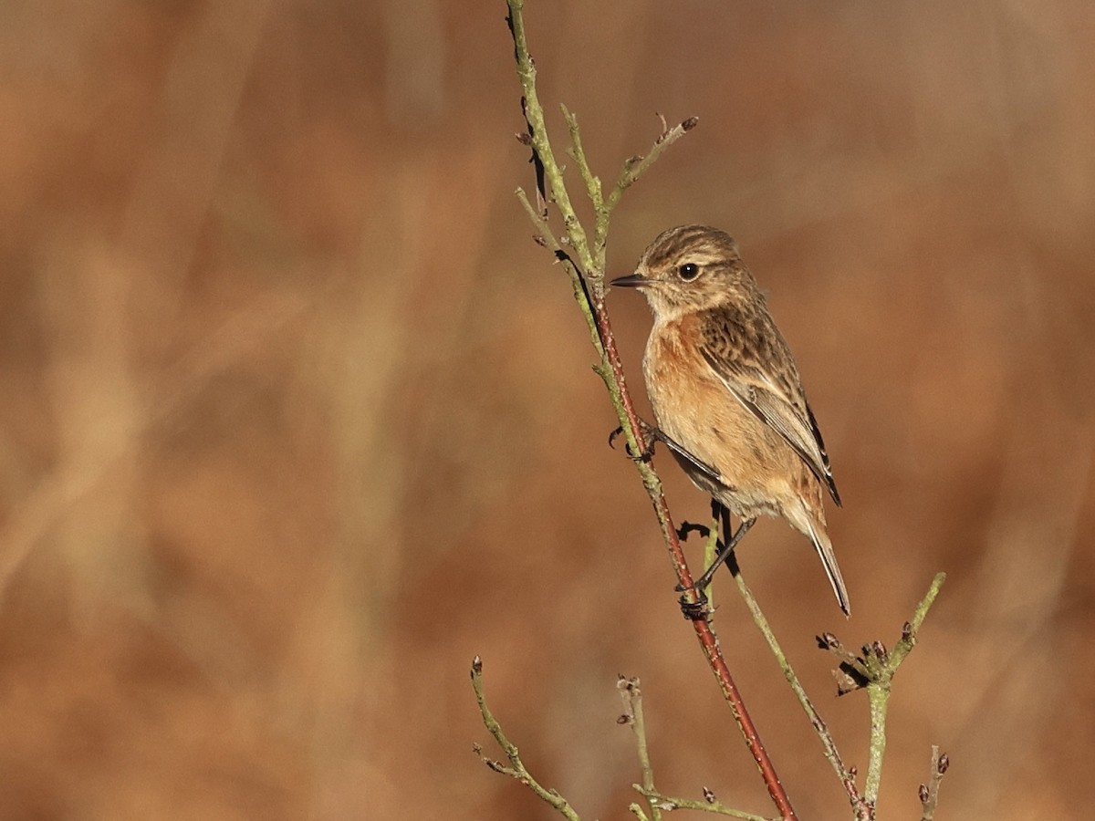 European Stonechat - ML646112469