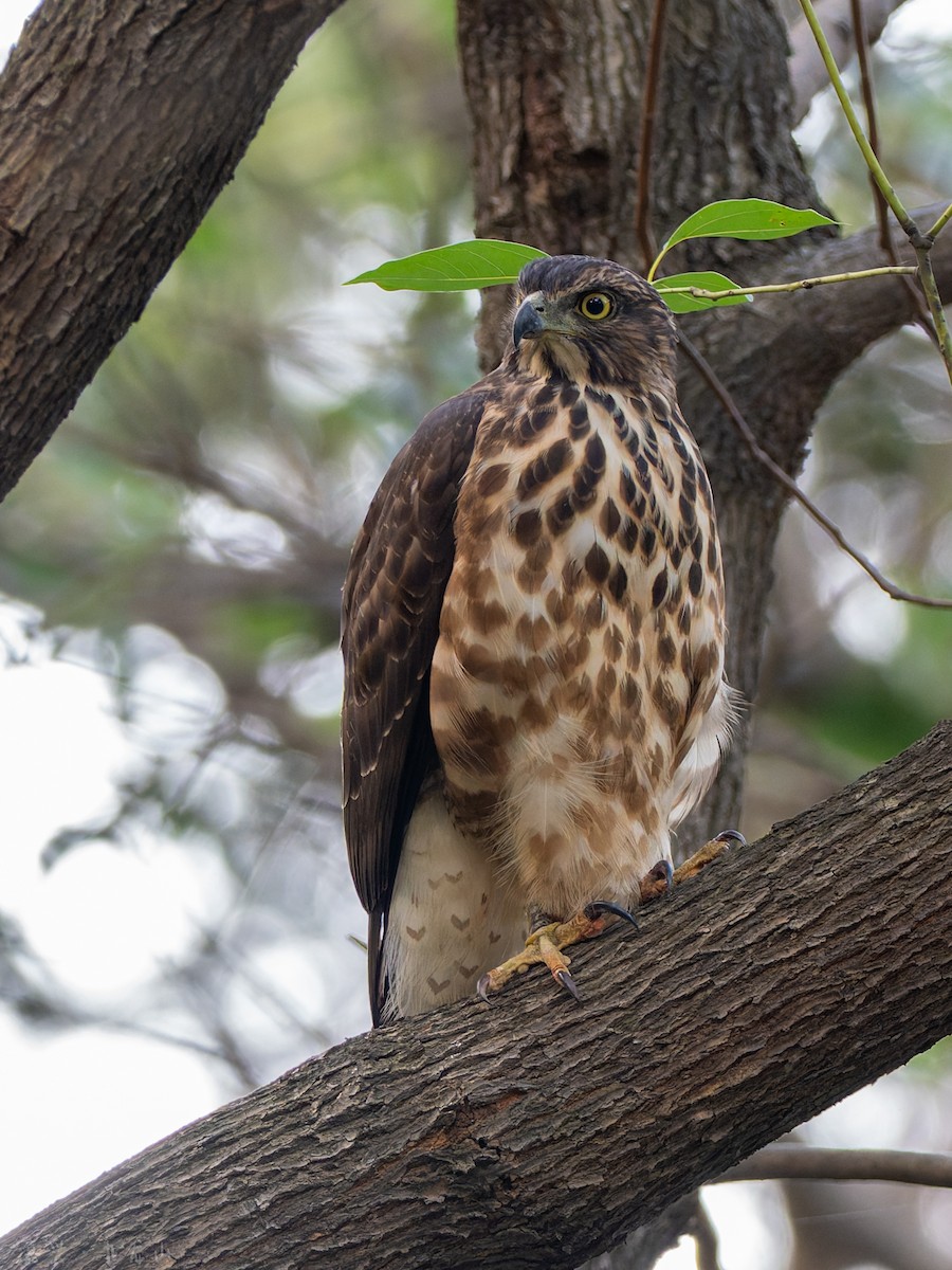 topphauk - ML646112476