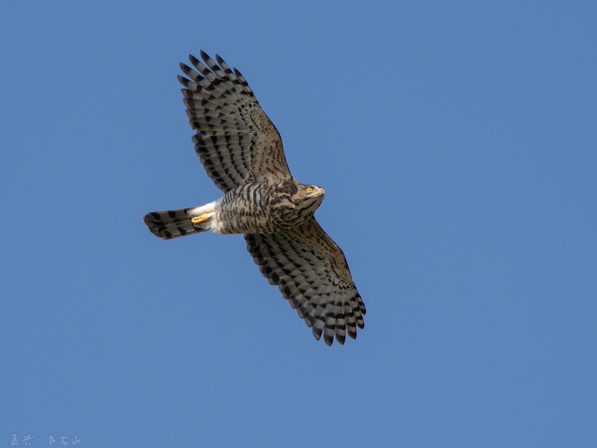 Crested Goshawk - ML646112478
