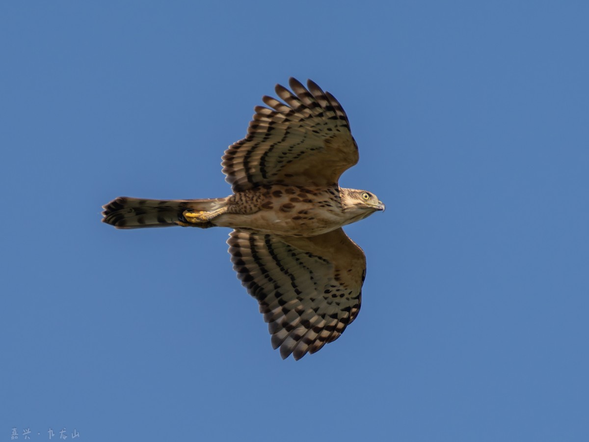 Crested Goshawk - ML646112479