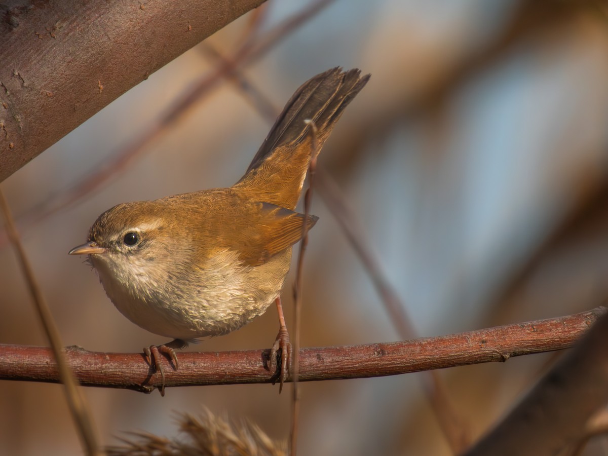Cetti's Warbler - ML646112480