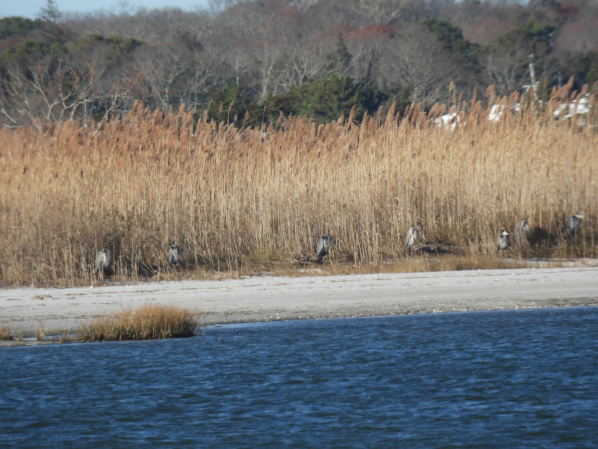 herodiashegre - ML646112496