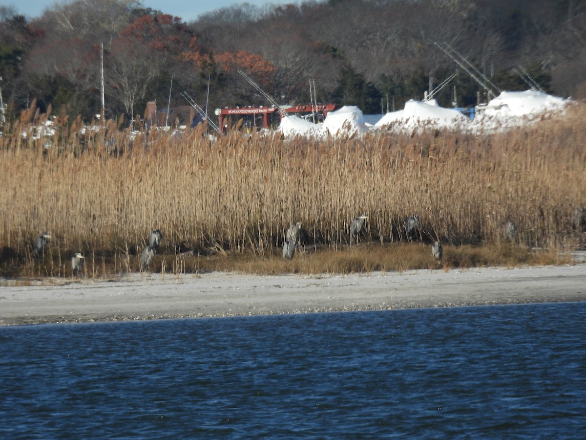 herodiashegre - ML646112497