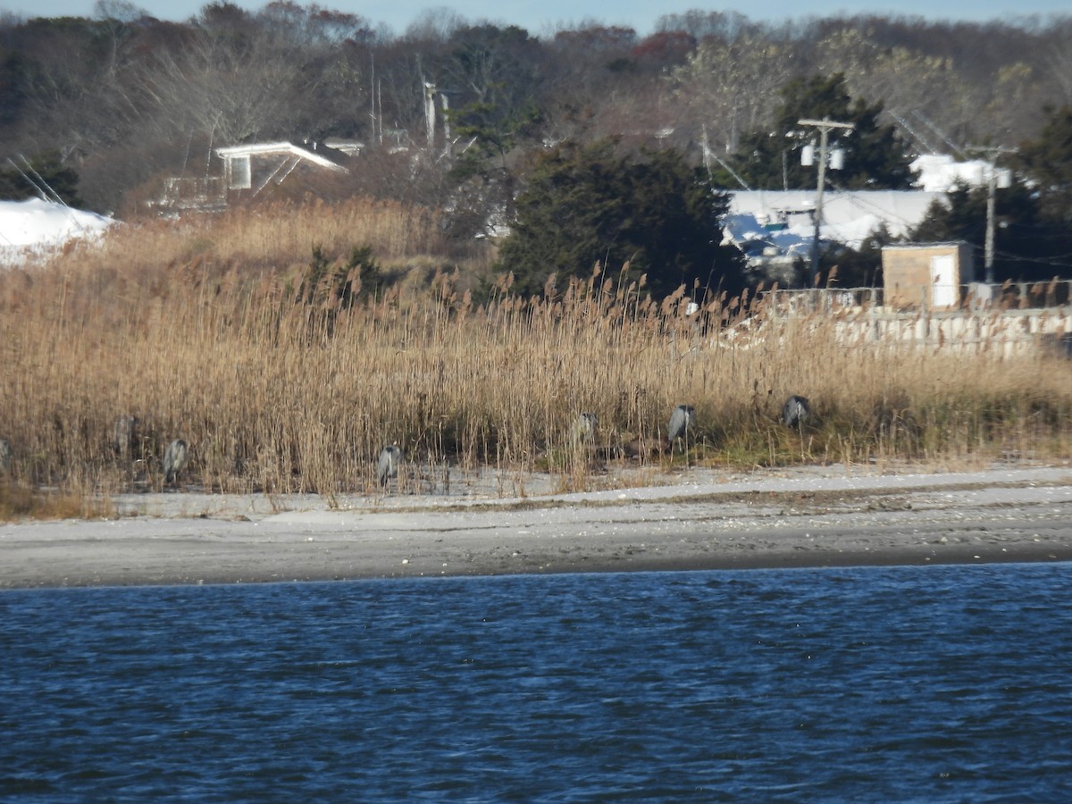 herodiashegre - ML646112498