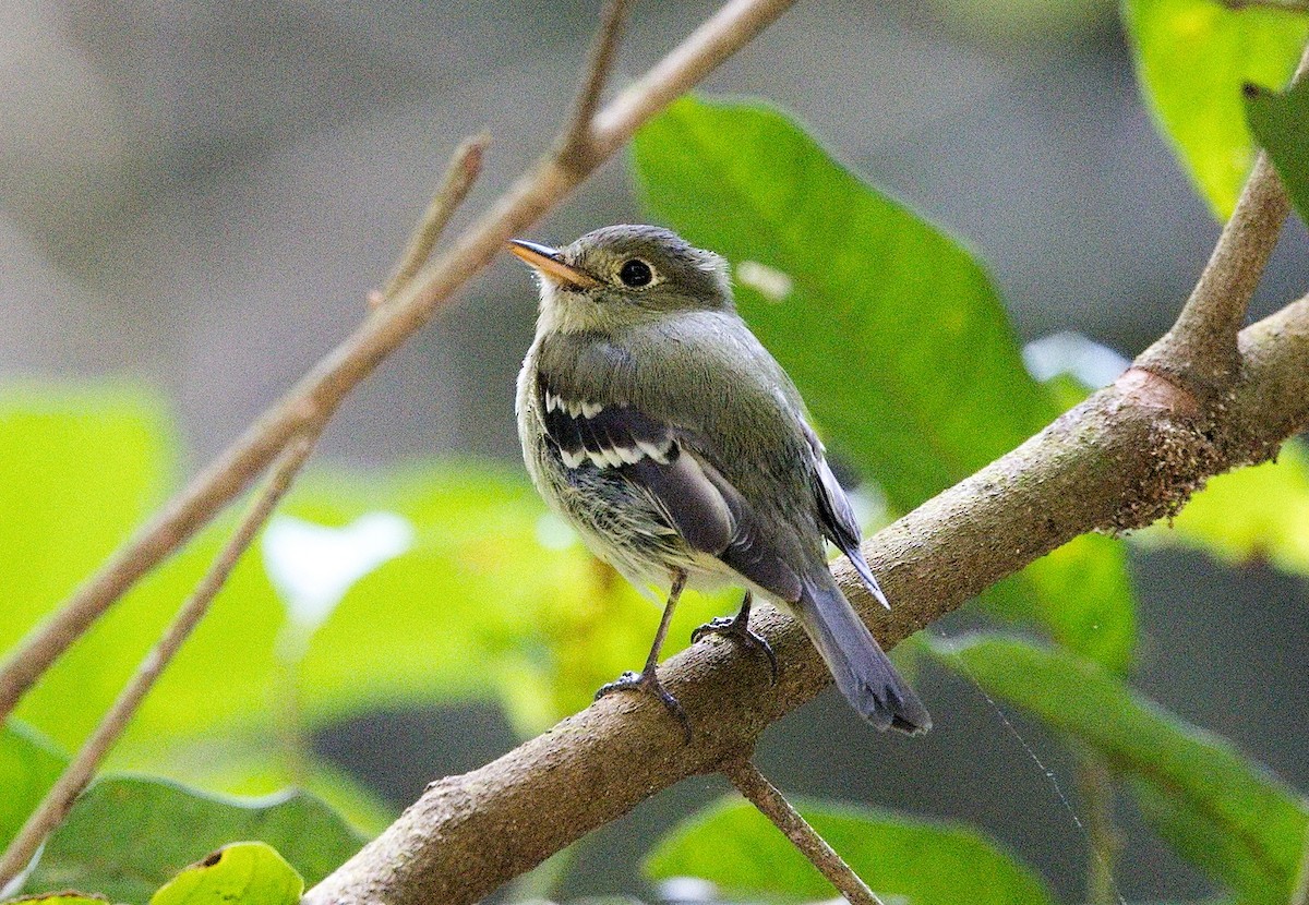tyranovec žlutobřichý - ML646112501