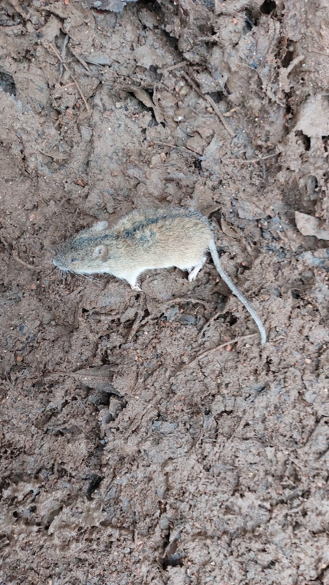 Animals - ML646112502