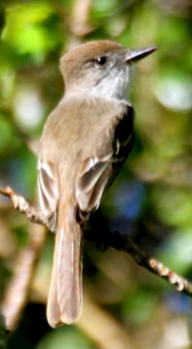 kubatyrann - ML646112505