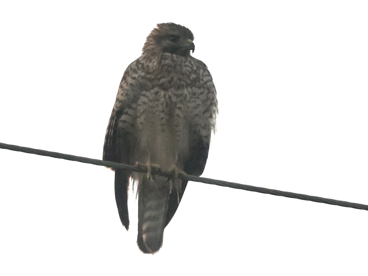 rødvingevåk - ML646112507