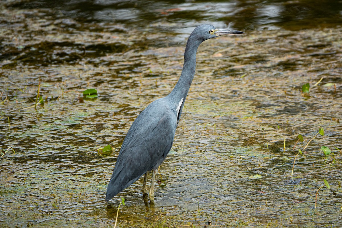 blåhegre - ML646112508