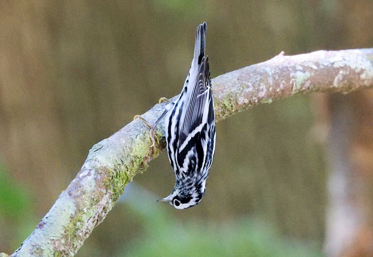 klatreparula - ML646112528