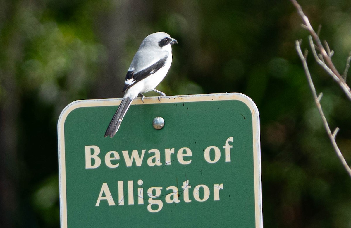 amerikavarsler - ML646112536