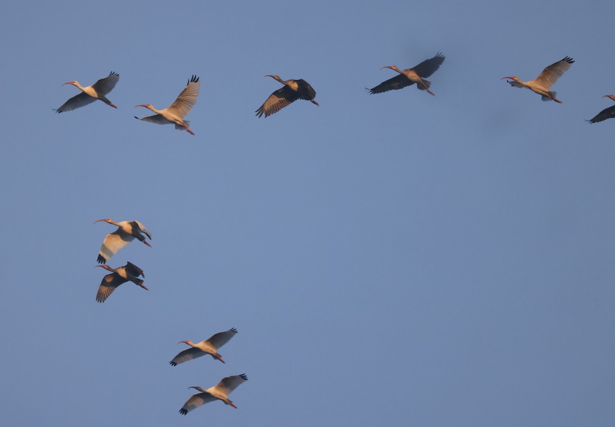 hvitibis - ML646112539