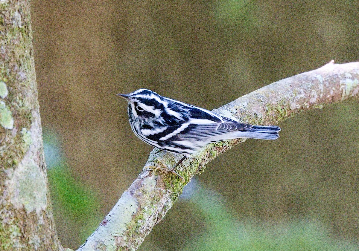 klatreparula - ML646112540