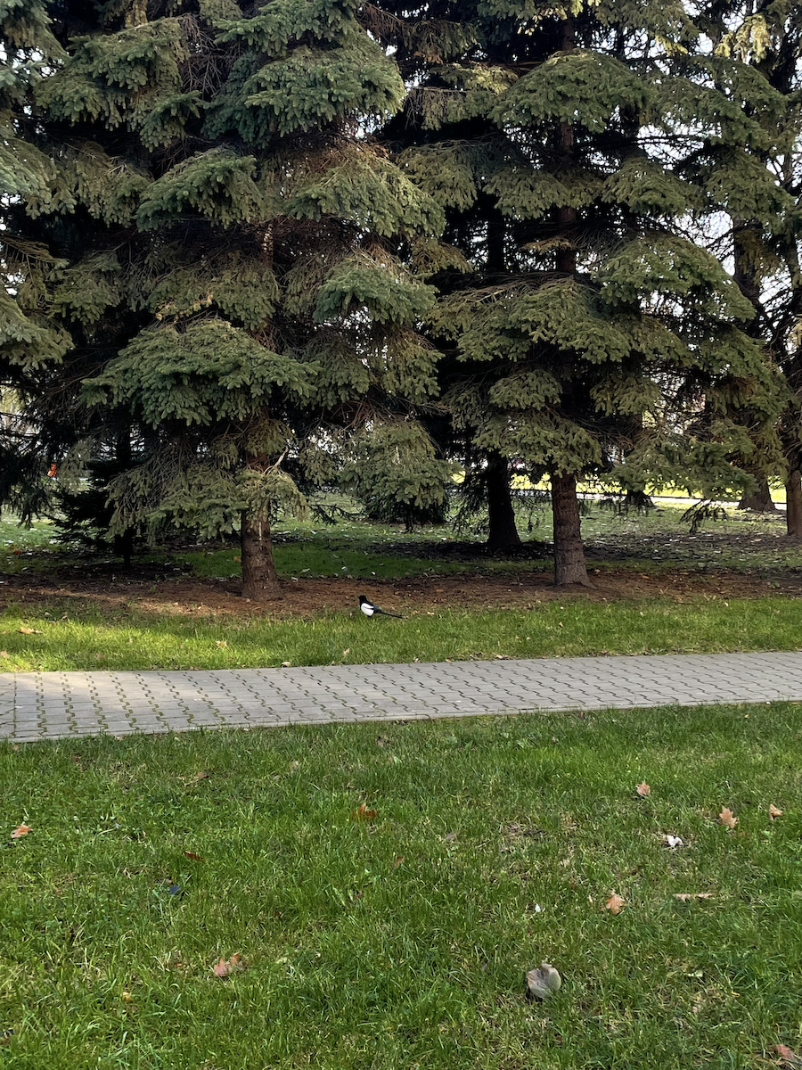 skjære - ML646112542