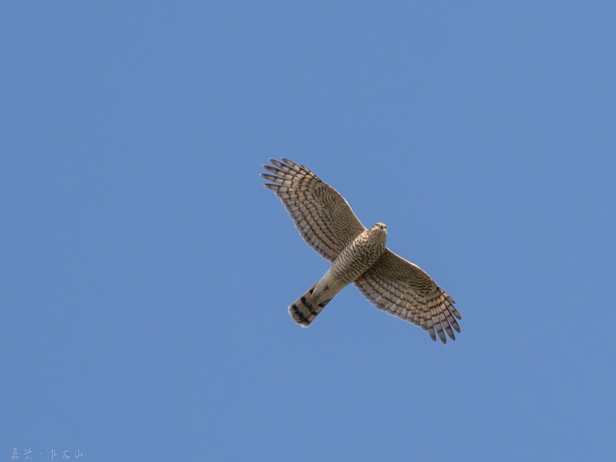 spurvehauk - ML646112546