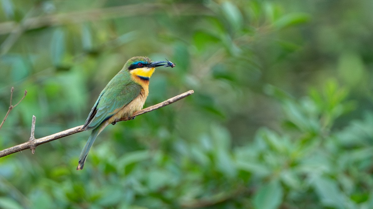 dvergbieter - ML646112547