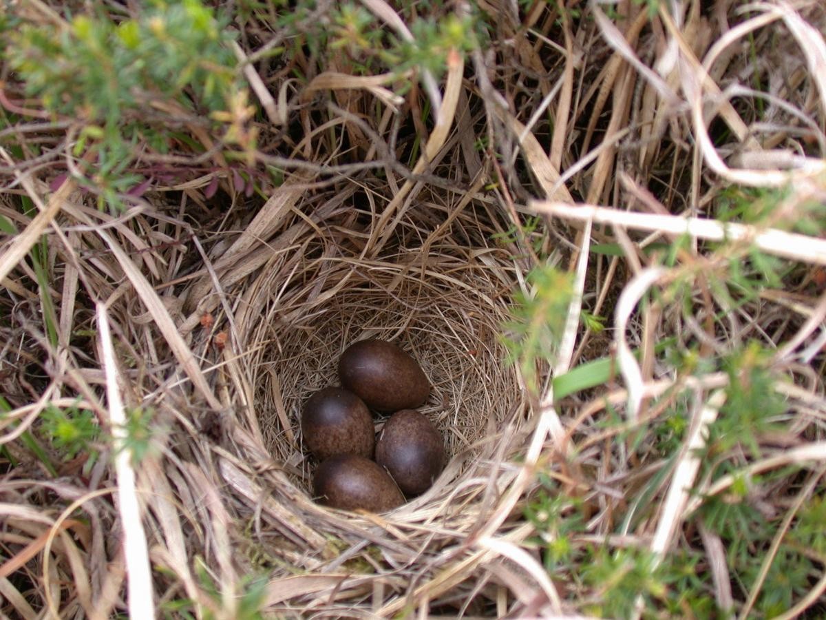 heipiplerke - ML646112548