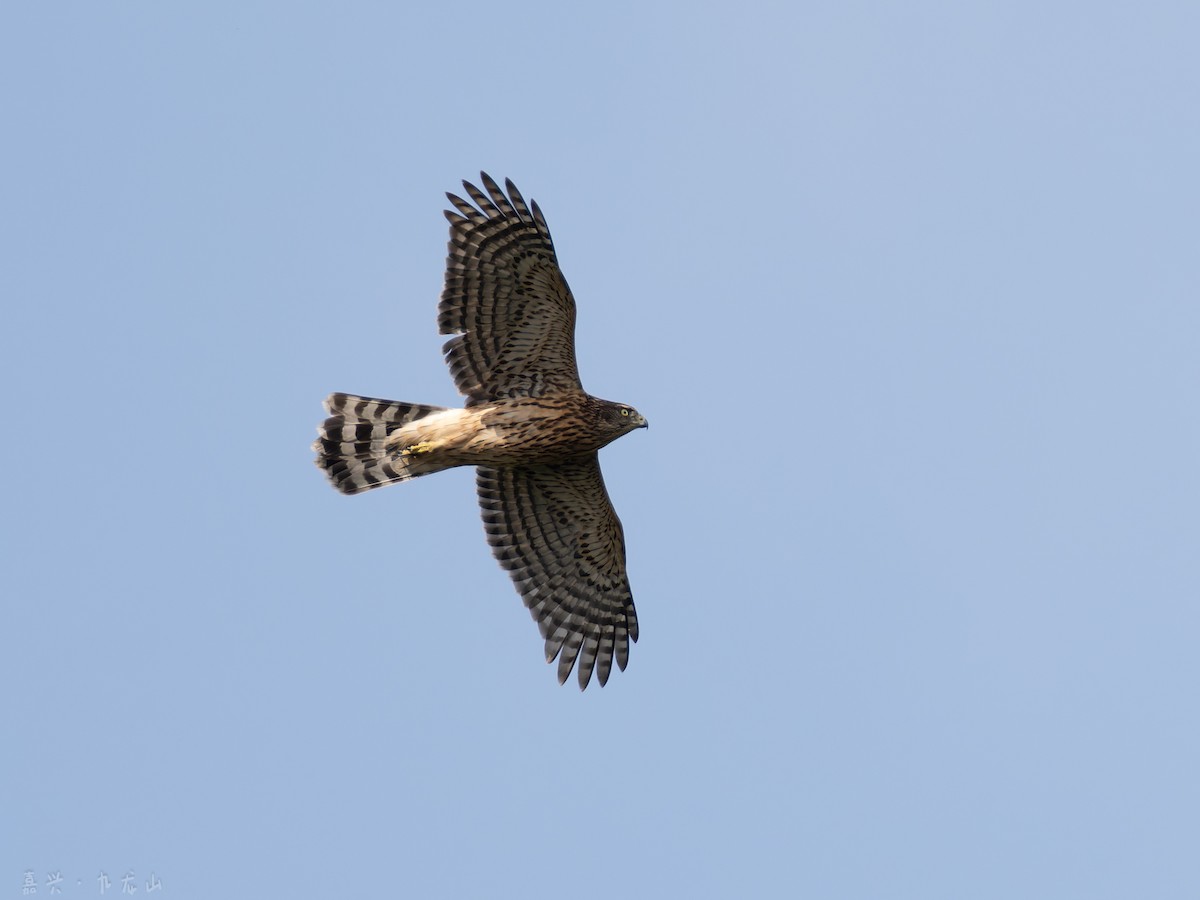 hønsehauk - ML646112549