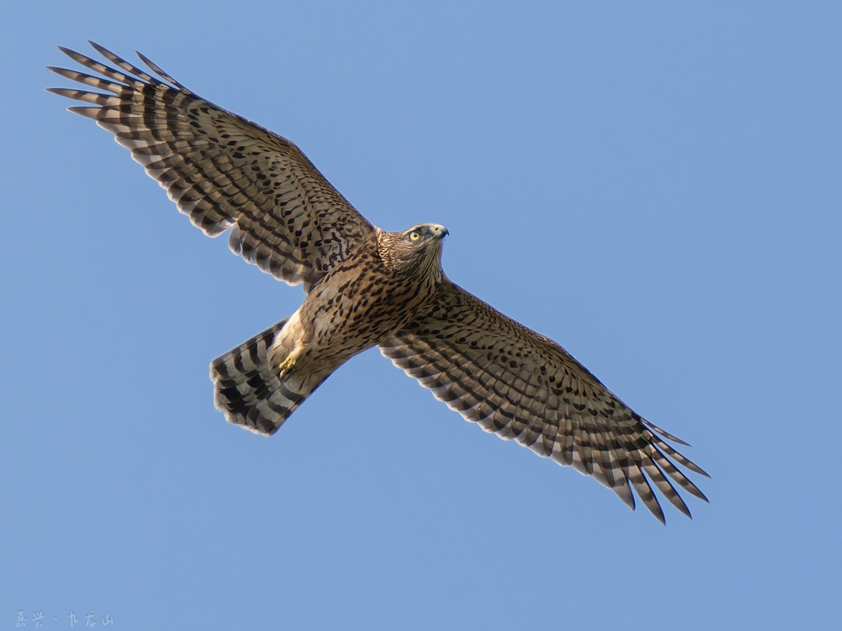 hønsehauk - ML646112550