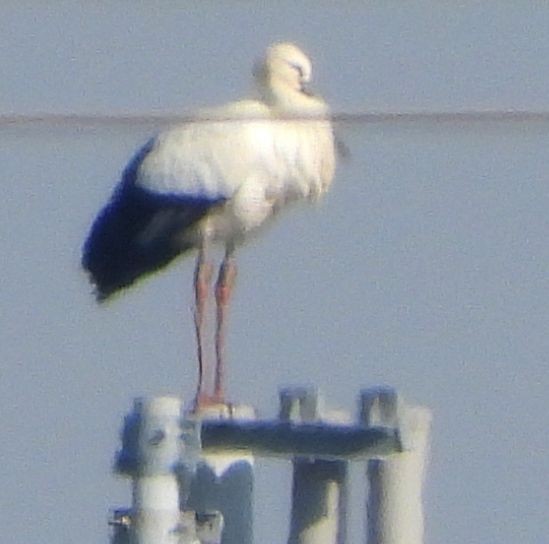 svartnebbstork - ML646112552