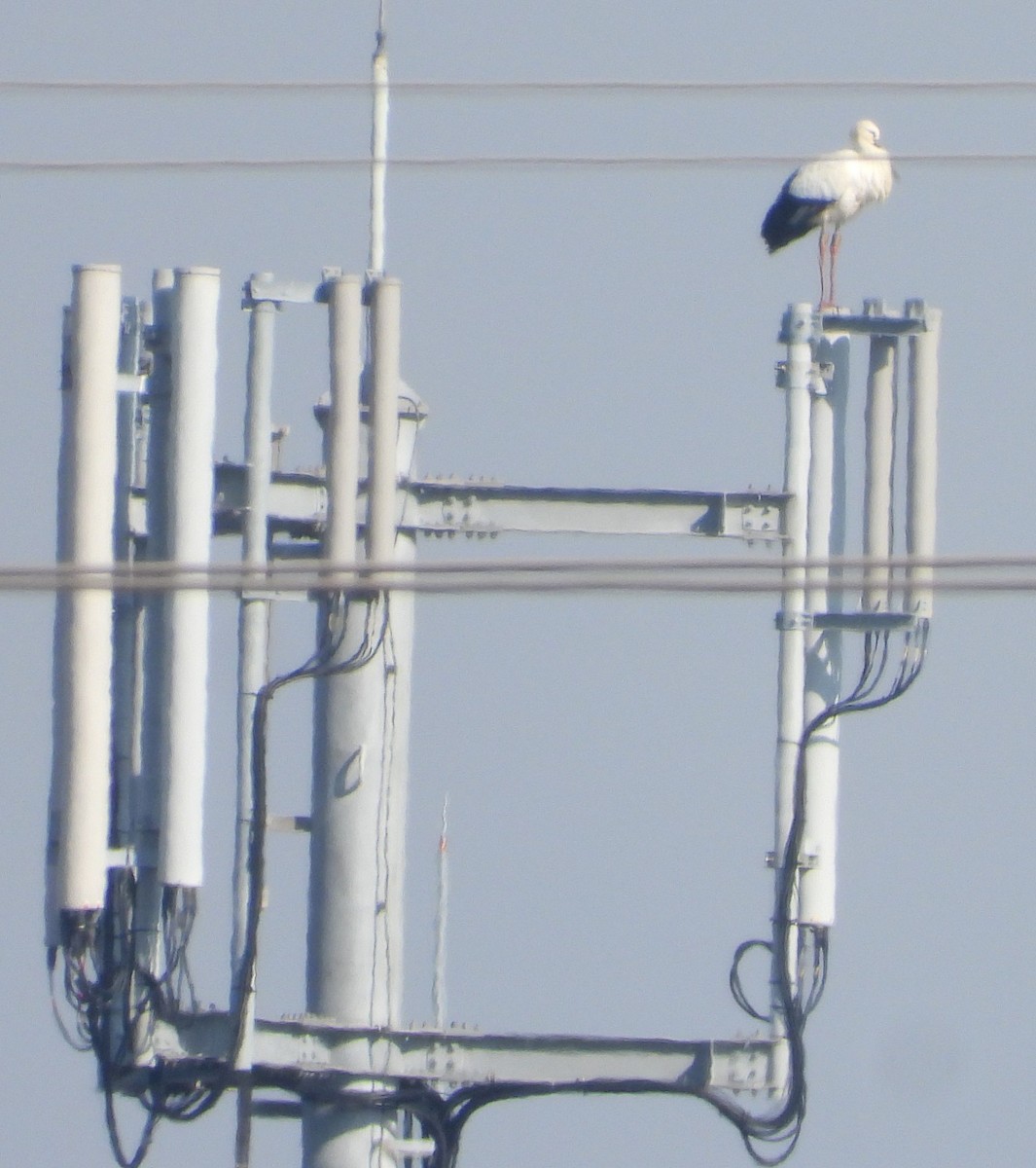 svartnebbstork - ML646112553