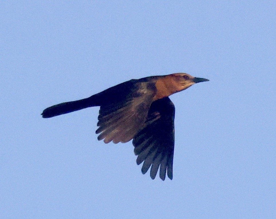 båtstjerttrupial - ML646112554