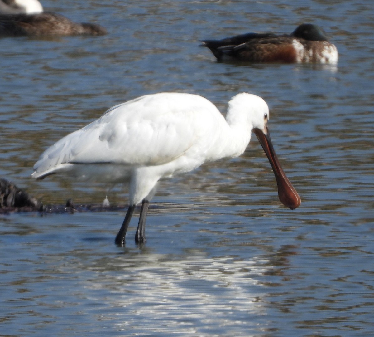 skjestork - ML646112557