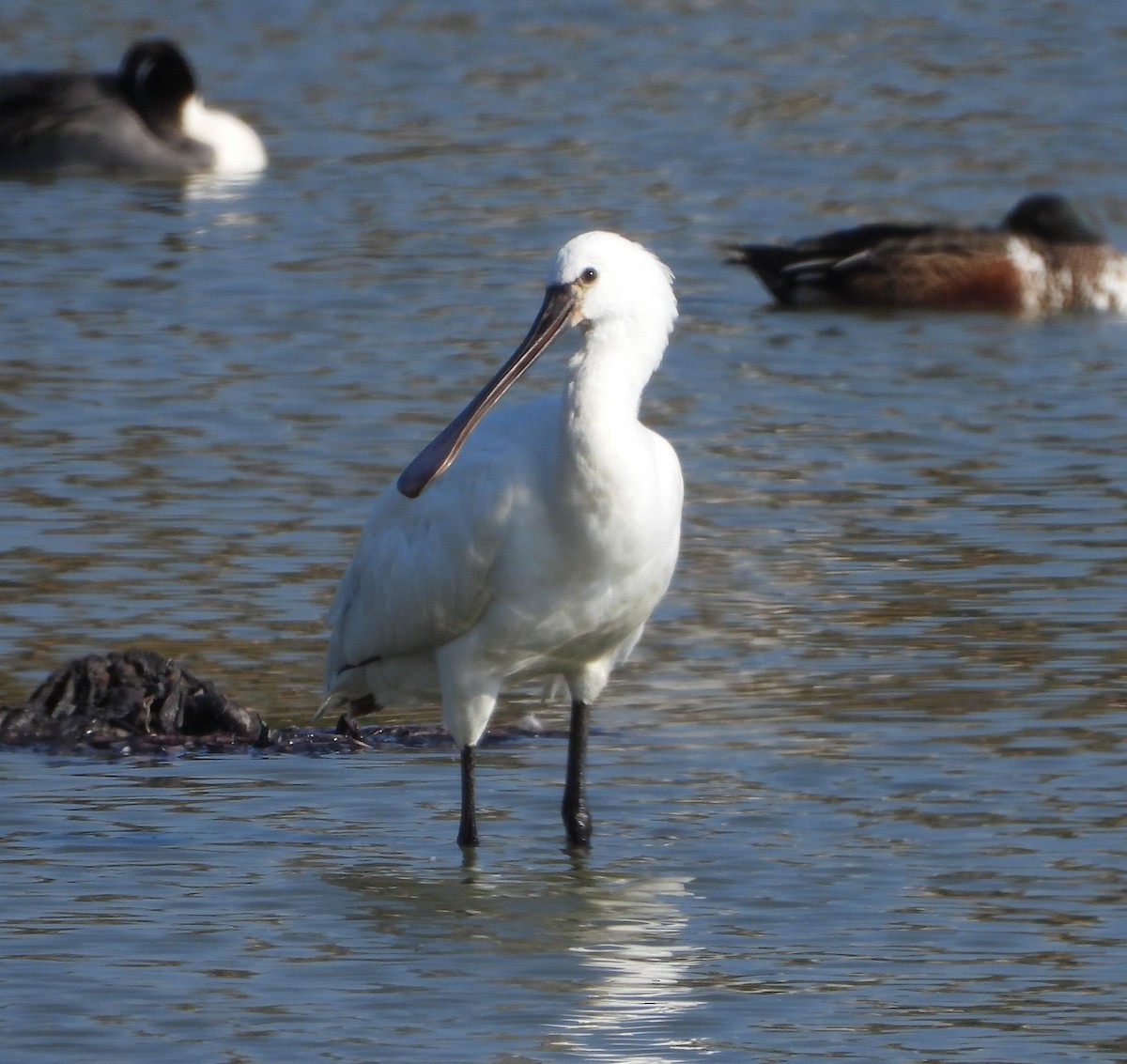 skjestork - ML646112558