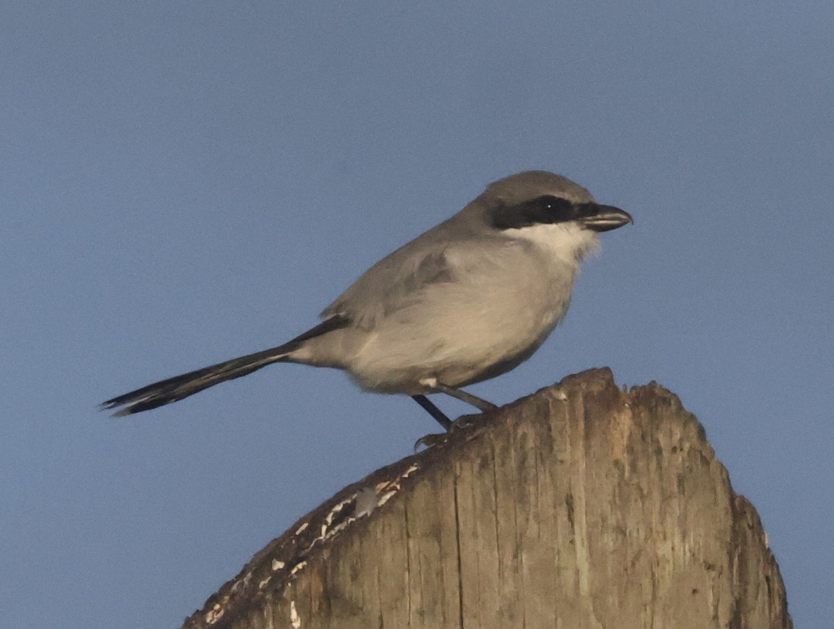 amerikavarsler - ML646112559