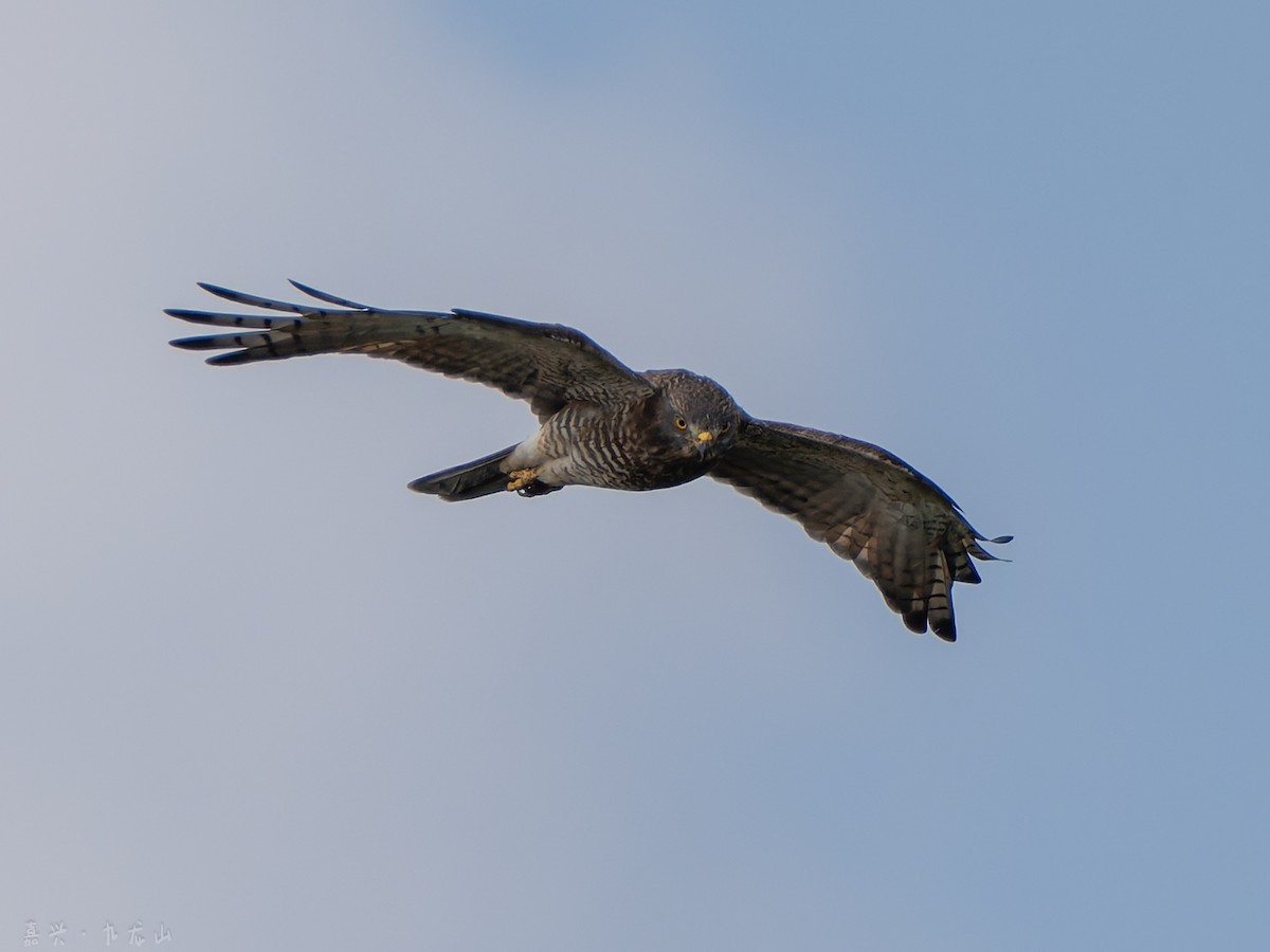 gråkinnvåk - ML646112560