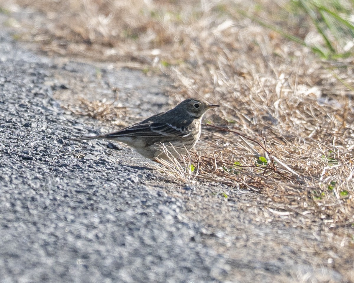 American Pipit - ML646112566