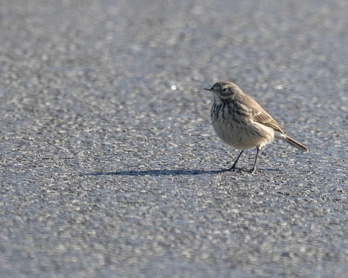 American Pipit - ML646112567