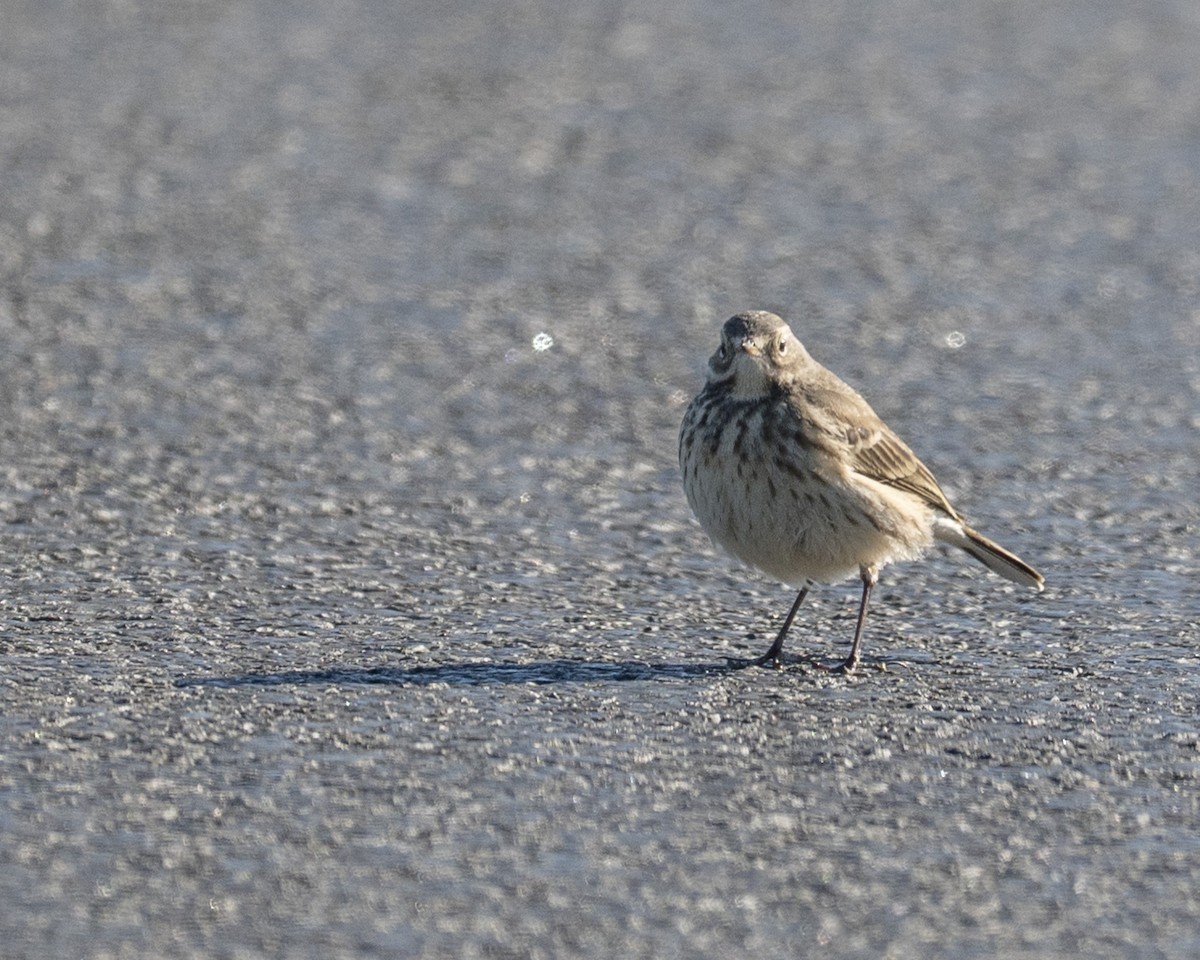 American Pipit - ML646112568