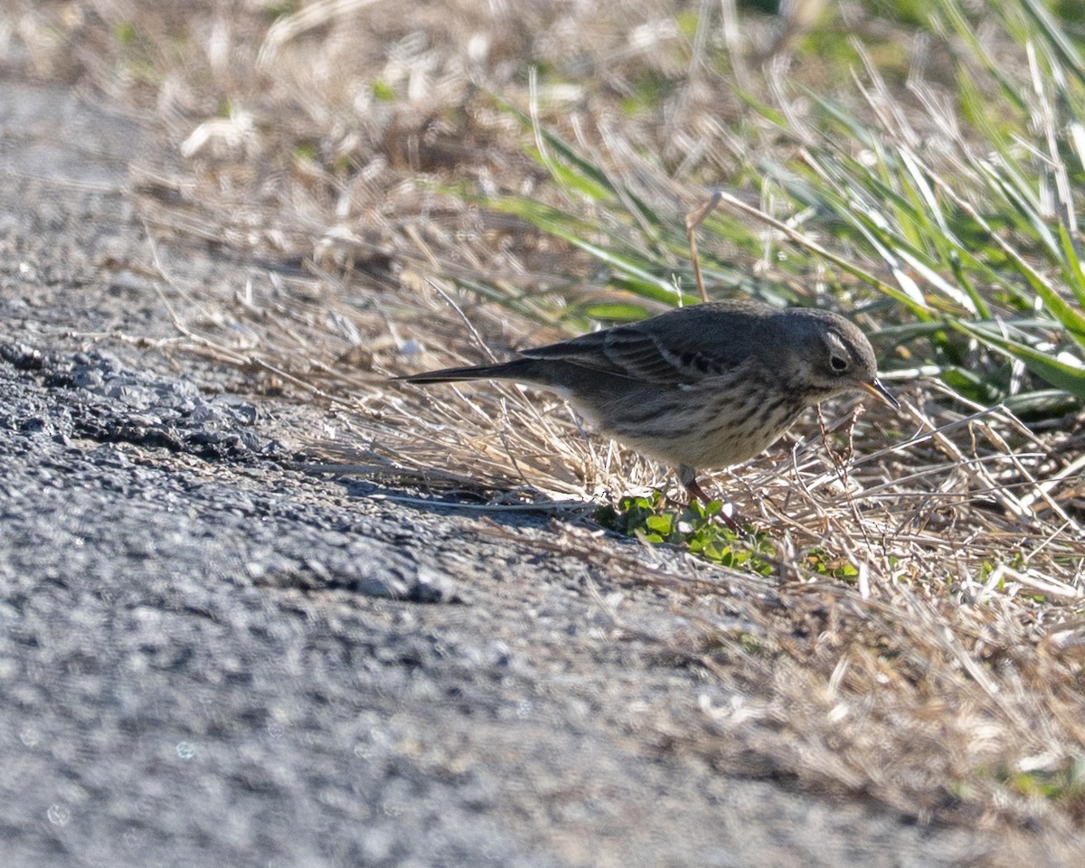 American Pipit - ML646112569