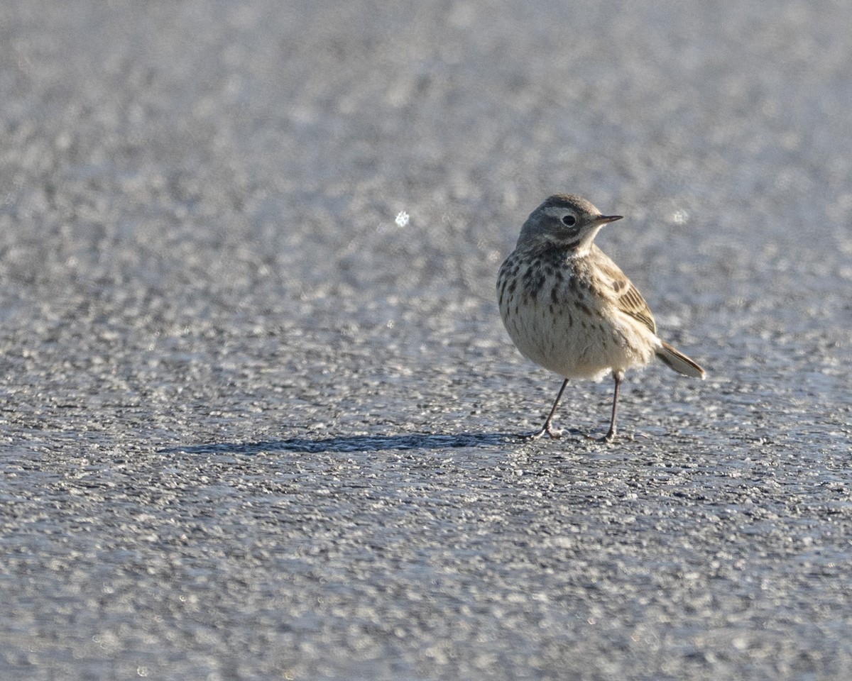 American Pipit - ML646112570
