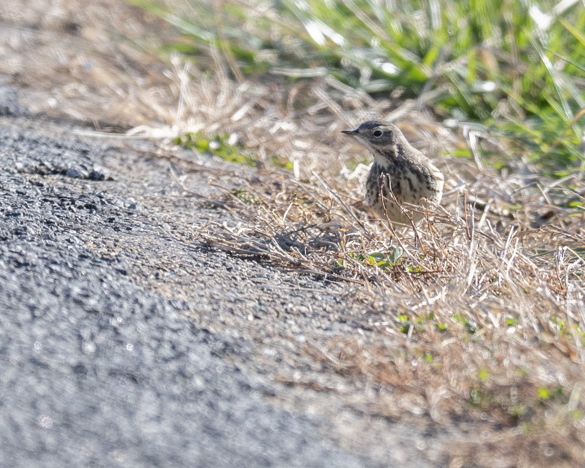 American Pipit - ML646112571