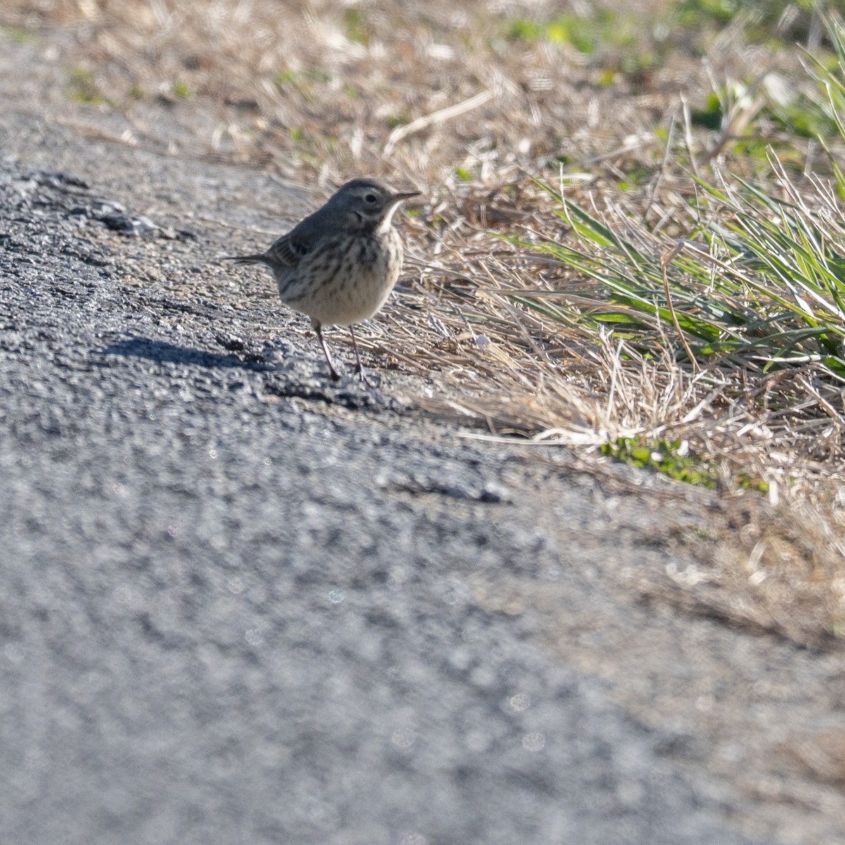 American Pipit - ML646112572