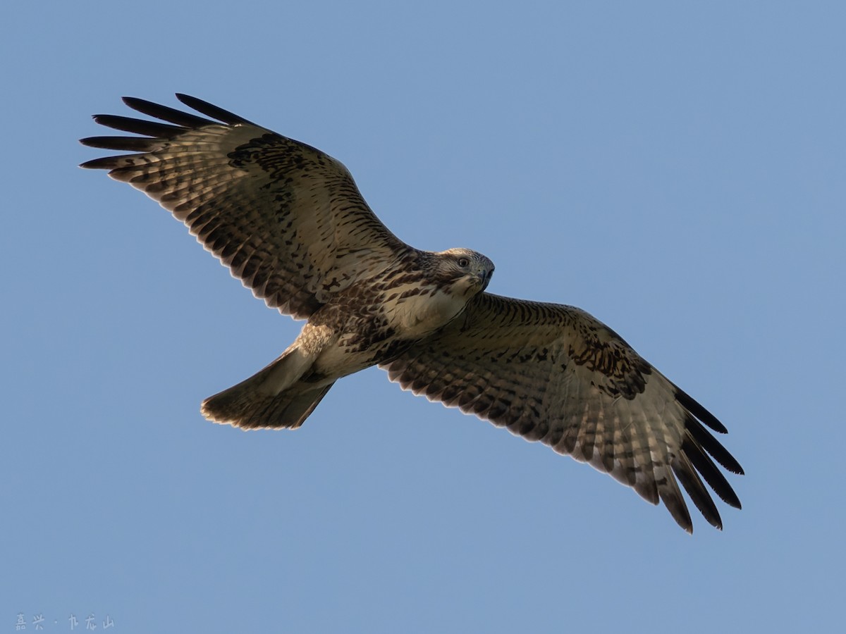 Eastern Buzzard - ML646112573