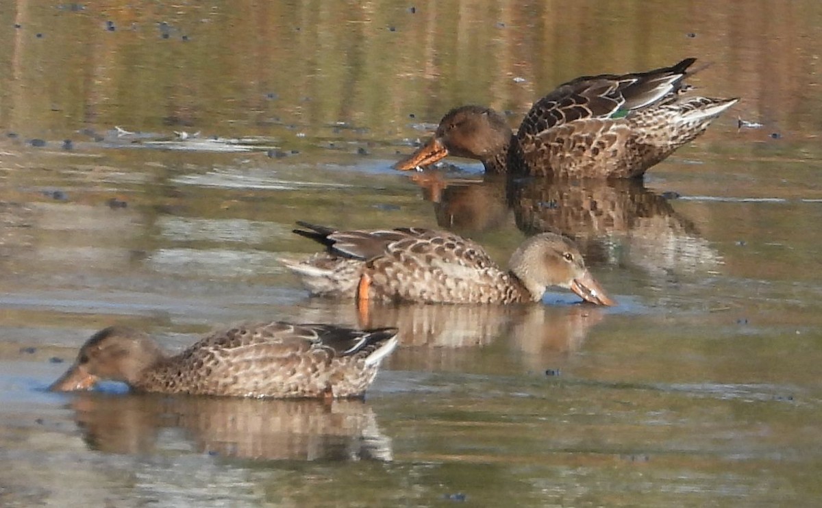 Mallard - ML646112574