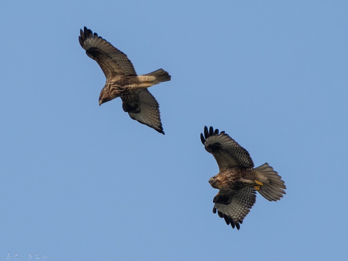 Eastern Buzzard - ML646112575