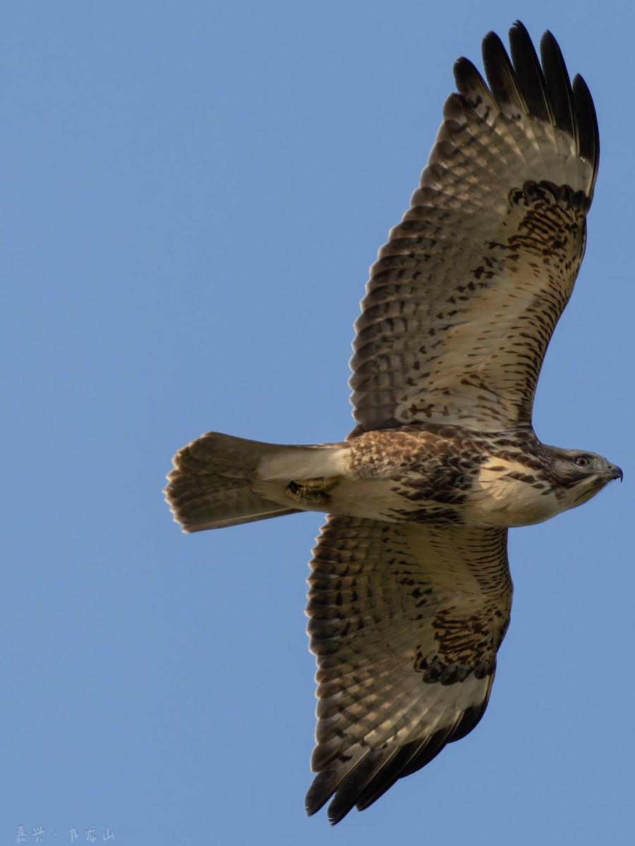 Eastern Buzzard - ML646112576
