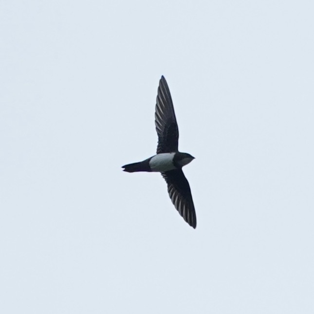 シロハラアマツバメ - ML646112578