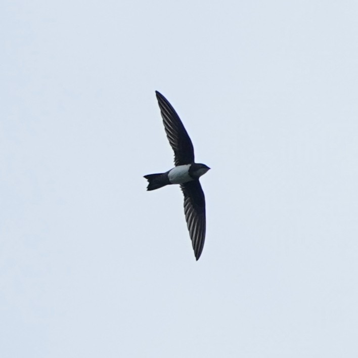 シロハラアマツバメ - ML646112579