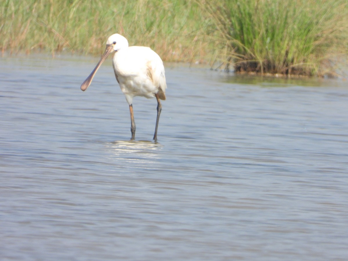 Eurasian Spoonbill - ML646112583