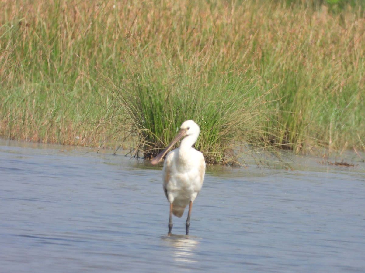 Eurasian Spoonbill - ML646112584